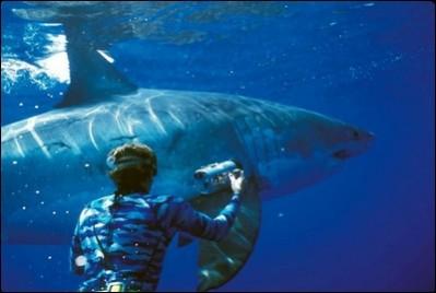 Great White Sharks Great White Sharks