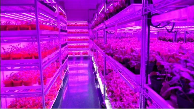 panasonic veggies panasonic veggies