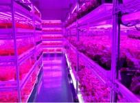 panasonic veggies