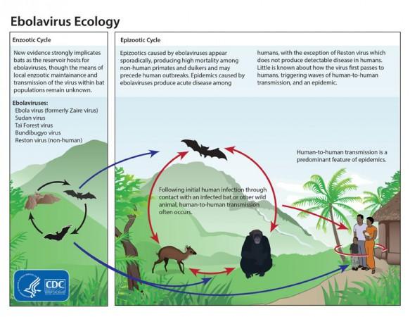How Ebola virus spread to humans. Ebola Spread