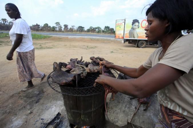 Fruit Bats, which are widely eaten in West Africa are believed to be the root cause for the Ebola Virus being transmitted to human beings. Ebola Bats