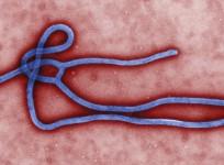 Ebola Virus