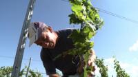 french-winemakers-target-chinese-and-american-tasebuds