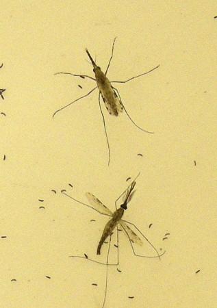 Encephalitis