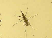 Encephalitis