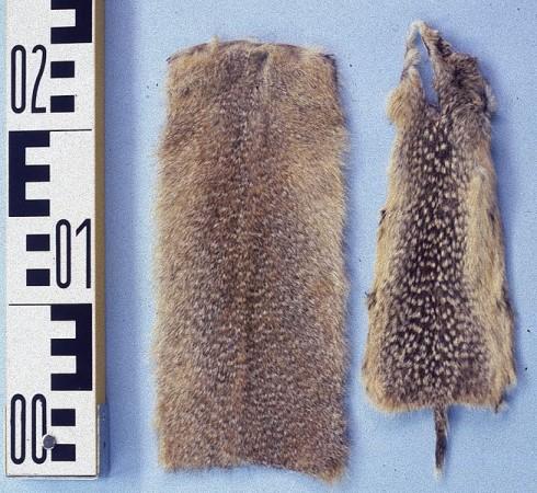 A squirrel pelt Currency
