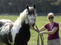horse