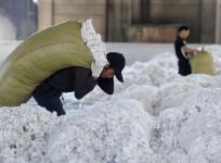 Cotton
