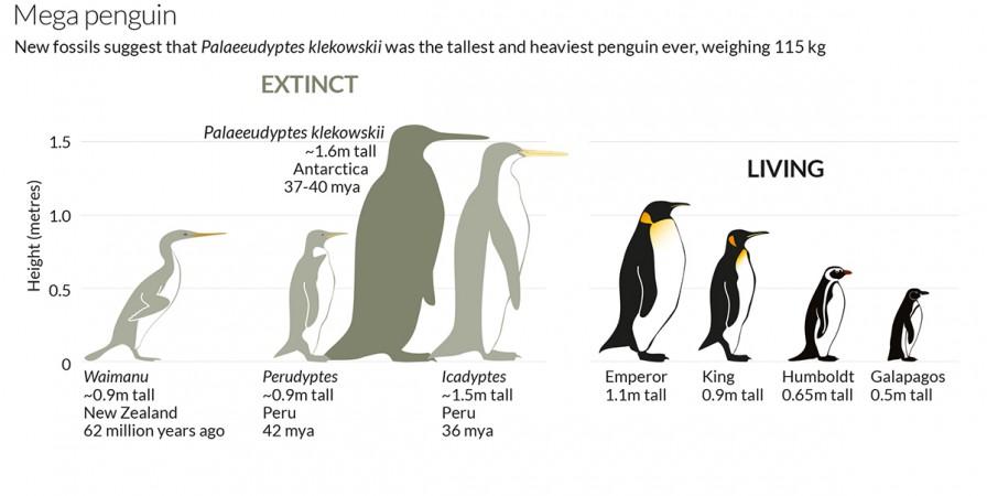 prehistoric penguin