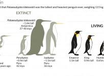 prehistoric penguin