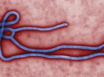 Ebola Outbreak