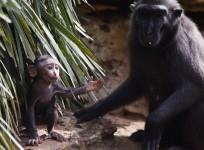 crested black macaque