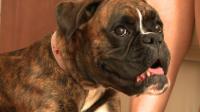 parisian-petsitting-booms-during-the-august-getaway