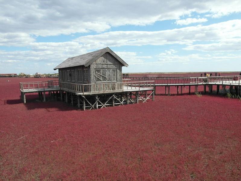 Red Beach, China Unbelievable Places in the world