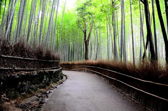 Bamboo Forest, Japan Unbelievable Places in the world