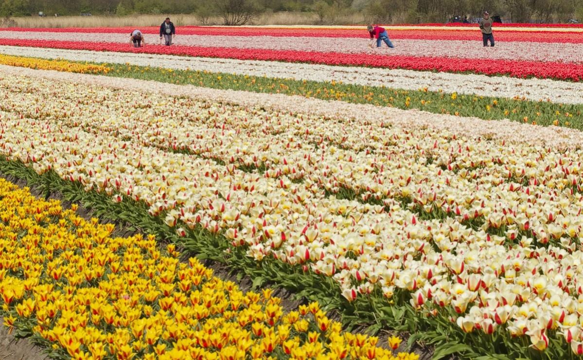 a Dutch tulip field in Noordwijk April 24, 2010 Unbelievable Places in the world
