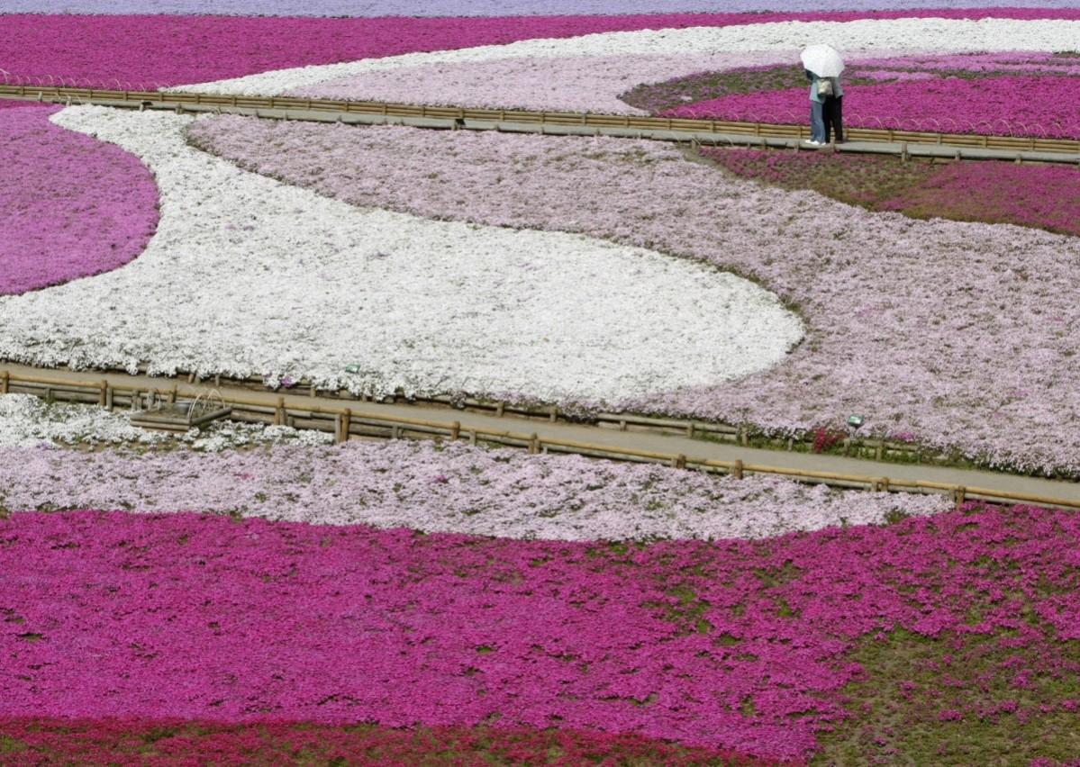 Landscaped fields of Shibazakura (Moss Phlox) flowers at Hitsujiyama Park in Chichibu, Saitama Prefecture April 30, 2008 Unbelievable Places in the world