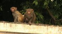 indias-monkey-men-keep-marauding-macaques-at-bay