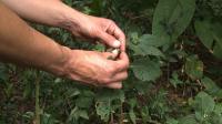foraging-for-food-in-new-yorks-parks