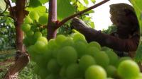 ethiopian-wine-raises-cheer-for-economy