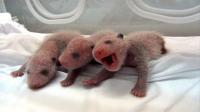 chinese-zoo-presents-worlds-first-surviving-panda-triplets