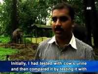 indian-scientist-generates-power-from-elephant-urine