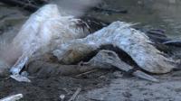 gazas-animals-caught-in-the-cross-fire