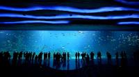 china-fishes-for-growth-with-worlds-largest-aquarium