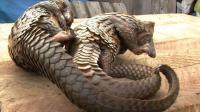 gabons-pangolins-poached-because-of-asian-demand