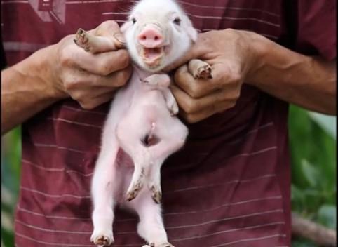 Octopig Octopig with eight legs