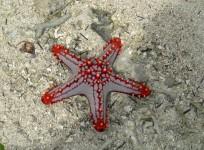 Starfish