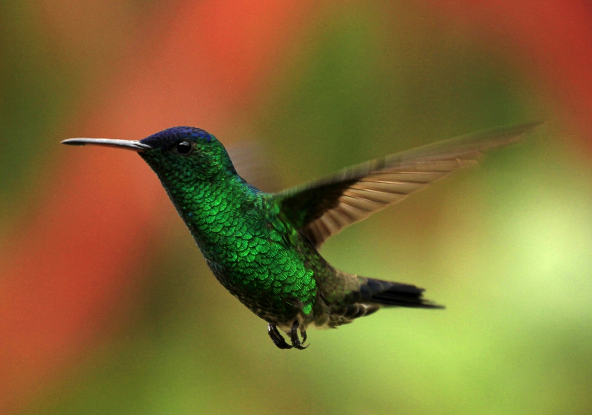 Hummingbird