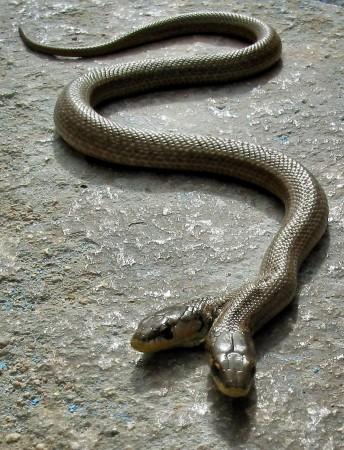 When two-headed snakes are born, they fight with each other for food. Two-headed Snake