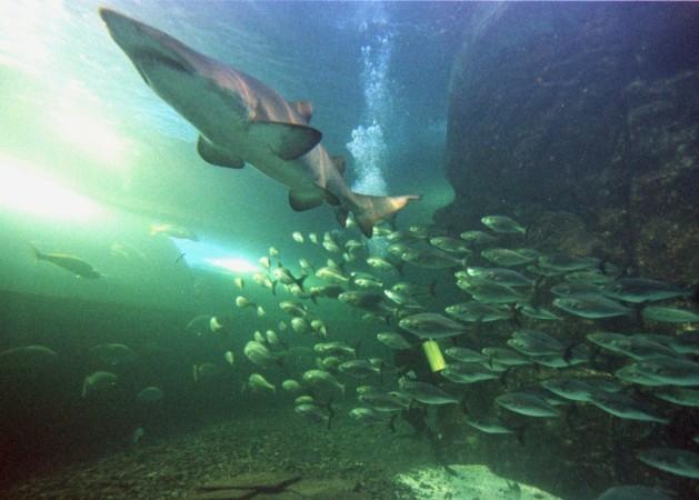 Shark
