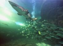 Shark