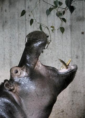 Hippo