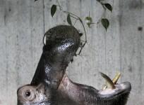 Hippo