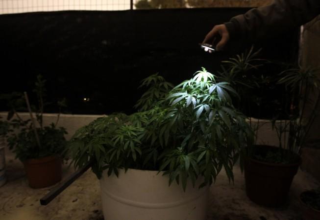 Uruguayan citizens who have registered their name to the programme would be allowed to grow 6 marijuana plants every year. Urugay Marijuana
