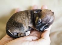 Top 10 Tiniest Animals