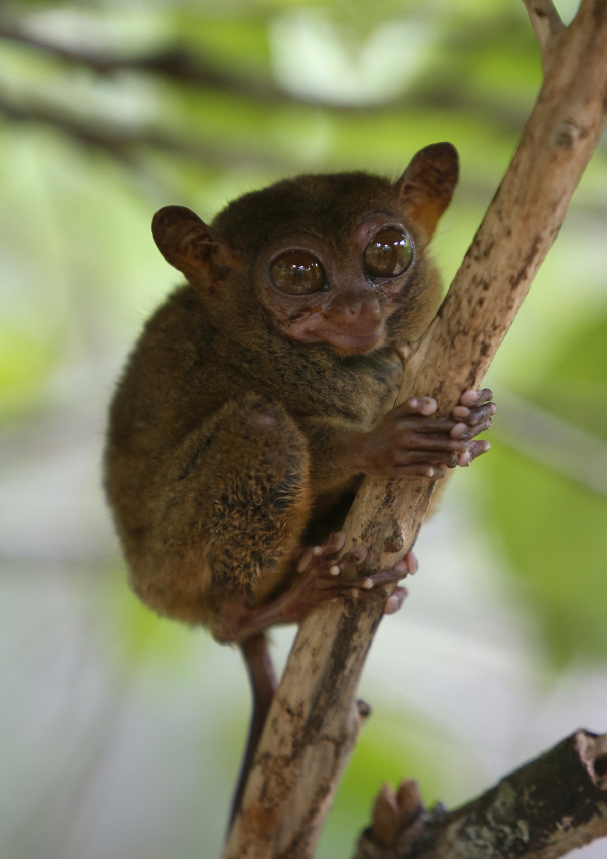 Top 10 Tiniest Animals