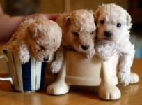 Top 10 Tiniest Animals