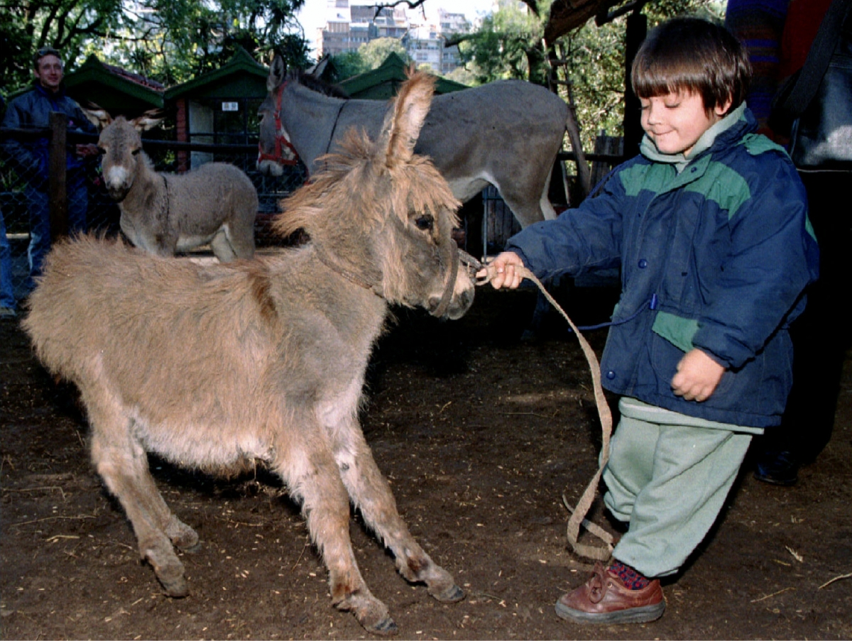 Top 10 Tiniest Animals