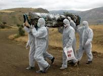 Ebola
