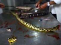 A chef was killed in China after the cobra head, he severed 20 minutes ago, bit his hand.