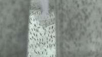 brazil-tries-genetically-modified-mosquitoes-to-fight-dengue
