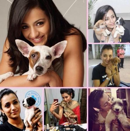 Trisha with dogs Trisha Krishnan with dogs on Dog Day