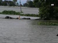 flood-in-assam-inundates-wildlife-in-kaziranga-national-park