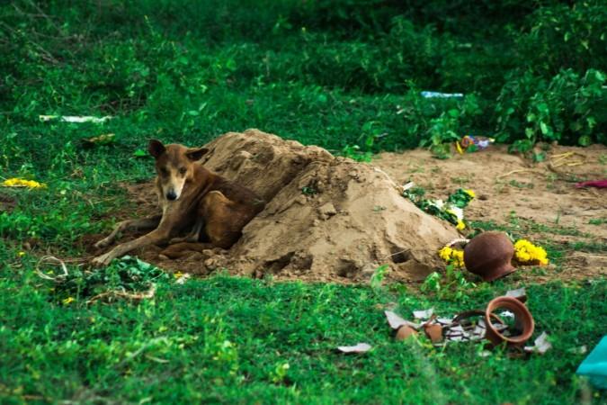 Tommy did not leave his master's grave