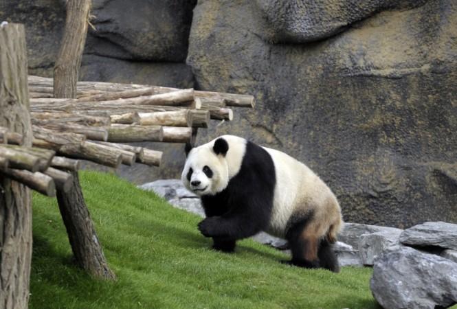 panda Giant panda Ai Hin had her keepers believe she is pregnant