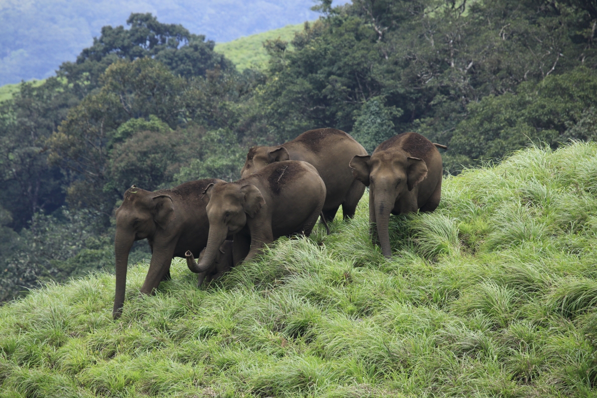 Wildlife creatures in danger include endangered species such as elephants and gorillas and lesser known creatures such as vultures and salamanders. Elephants at Periyar